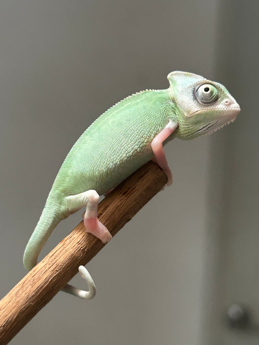 Camaleón de velo high pied macho cría