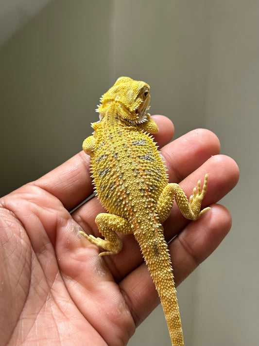 Pogona Citrus hypo hembra