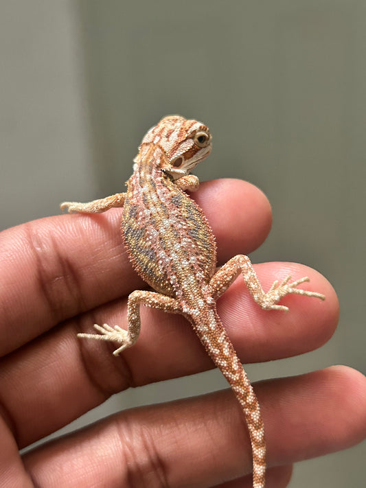 Pogona chamuco hypo dunner het trans macho