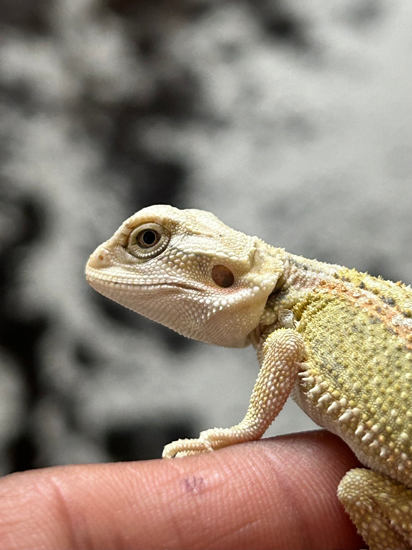 Pogona Citrus hypo dunner hembra