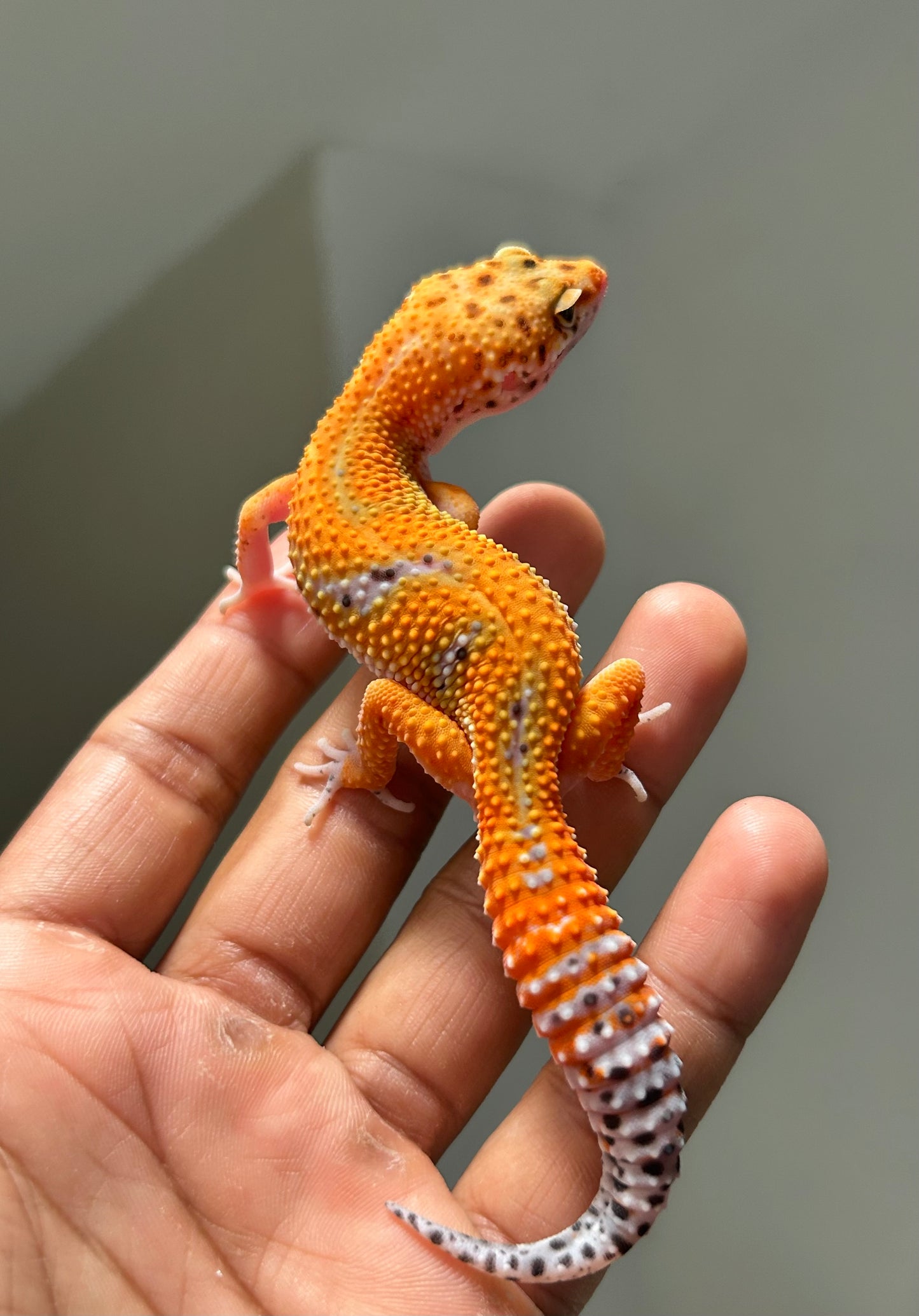 Gecko leopardo Blood emerine macho