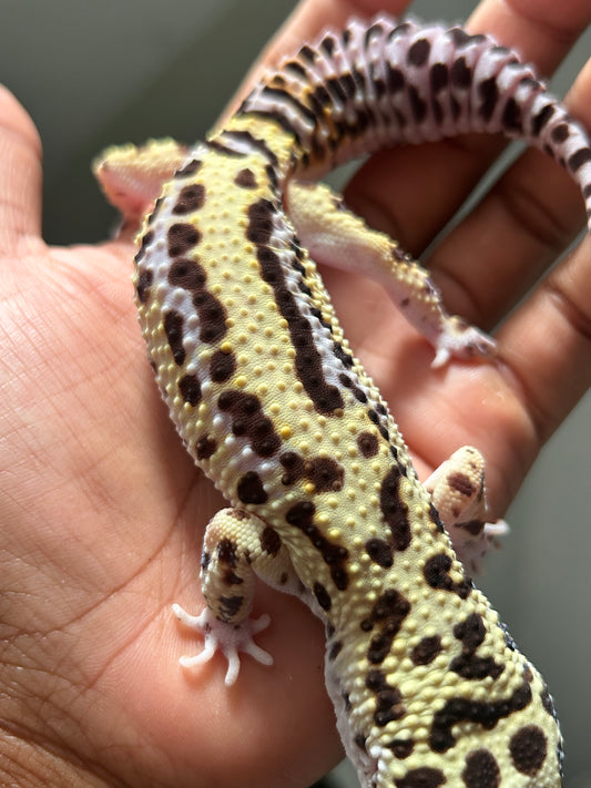 Gecko Leopardo Bold stripe macho