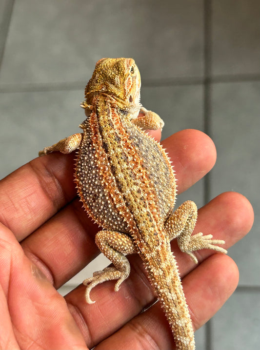 Pogona Orange hypo dunner hembra (Nip tail)