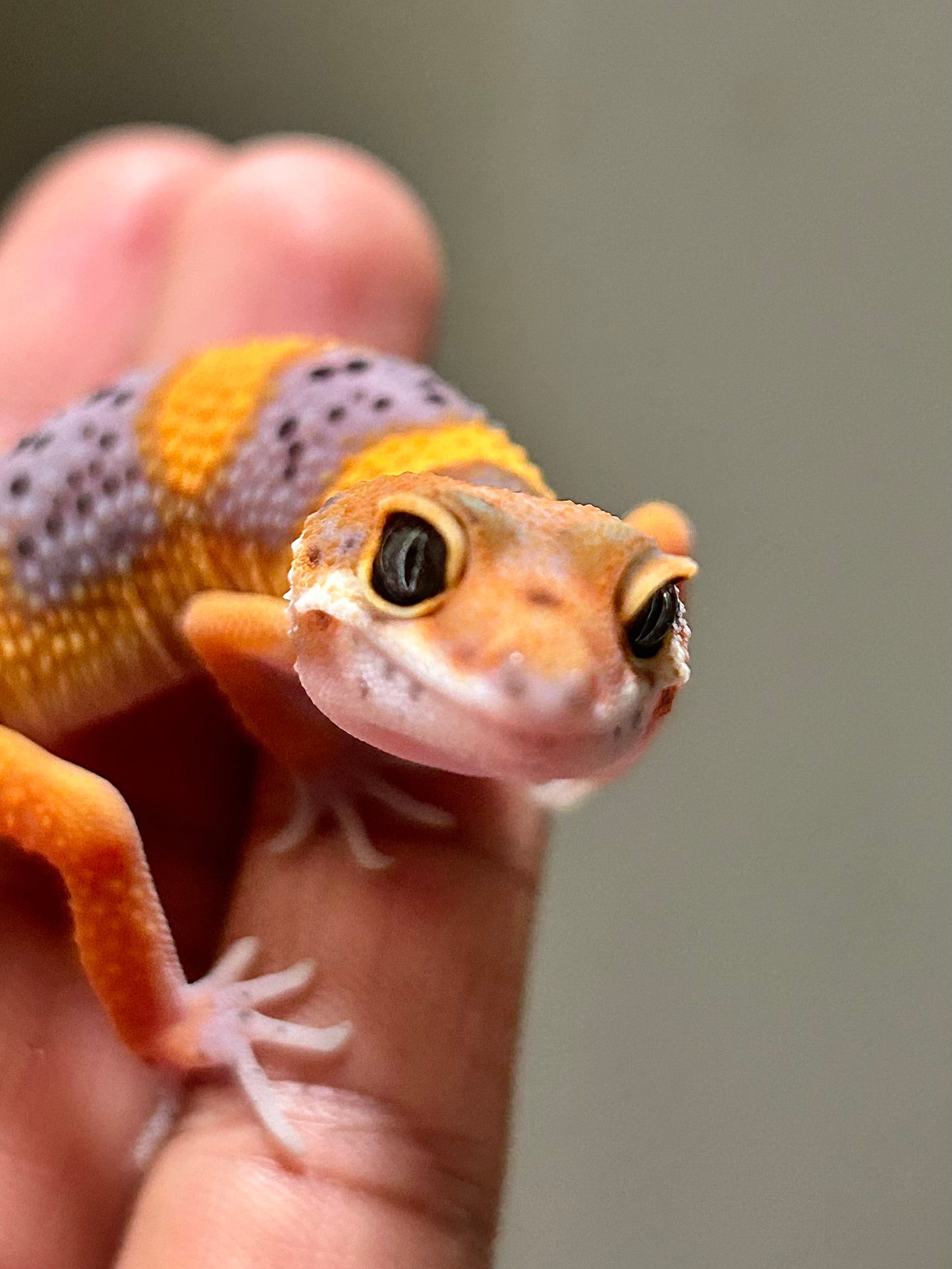 Gecko leopardo Blood macho