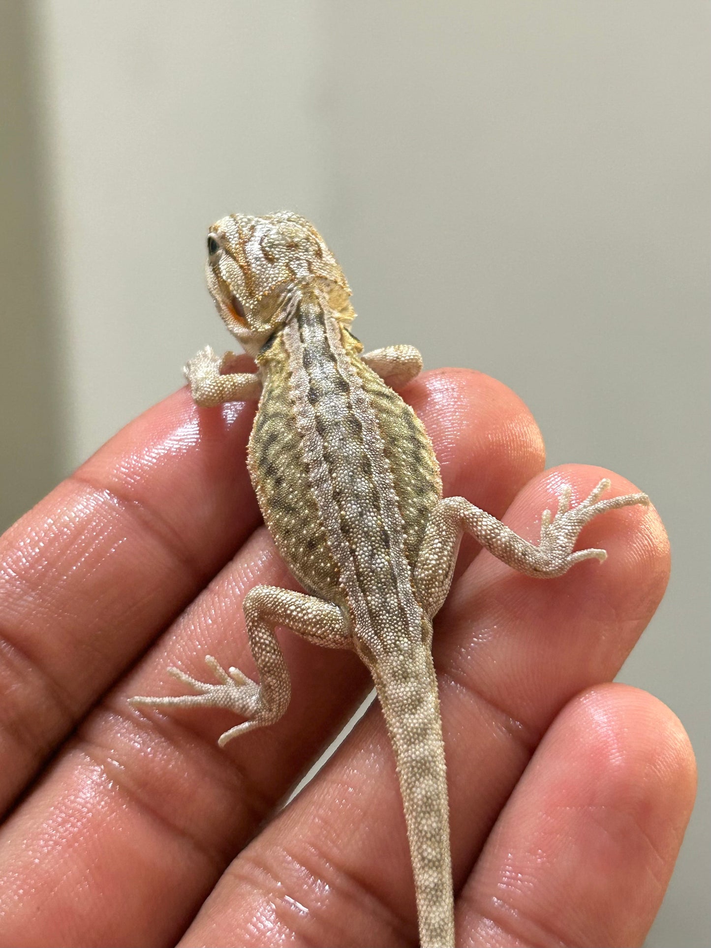 Pogona Citrus hypo leatherback dunner hembra