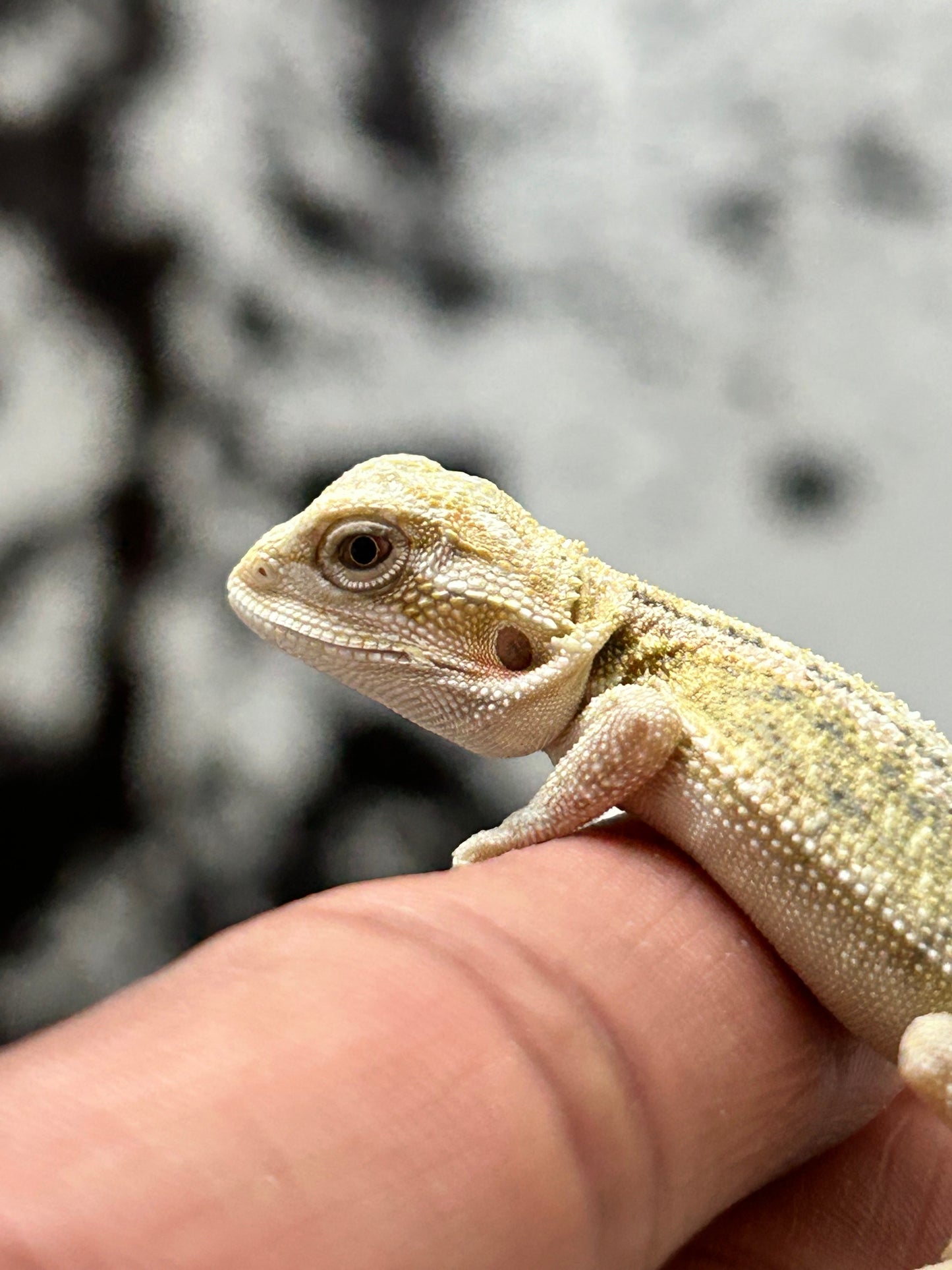 Pogona Citrus hypo hembra