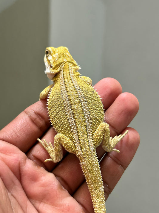 Pogona Citrus hypo dunner hembra