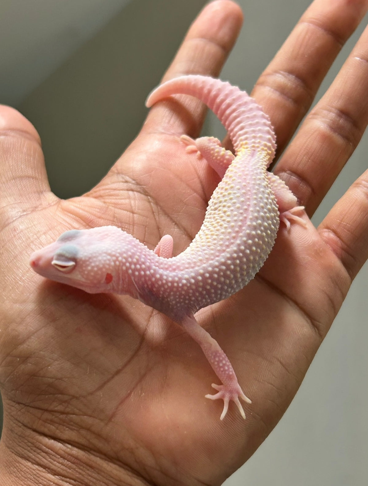 Gecko leopardo diablo blanco macho