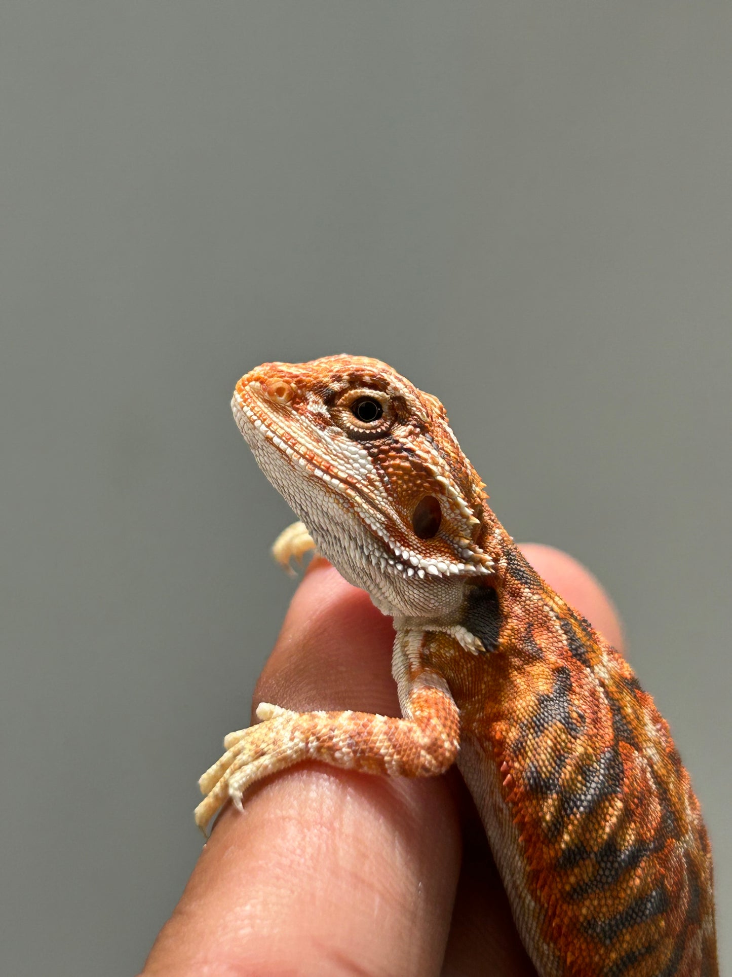 Pogona Chamuco hypo leatherback hembra