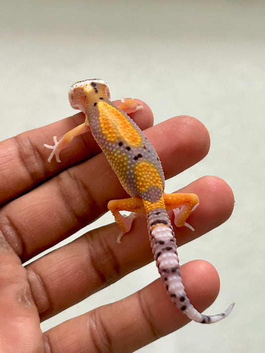 Gecko leopardo jungle