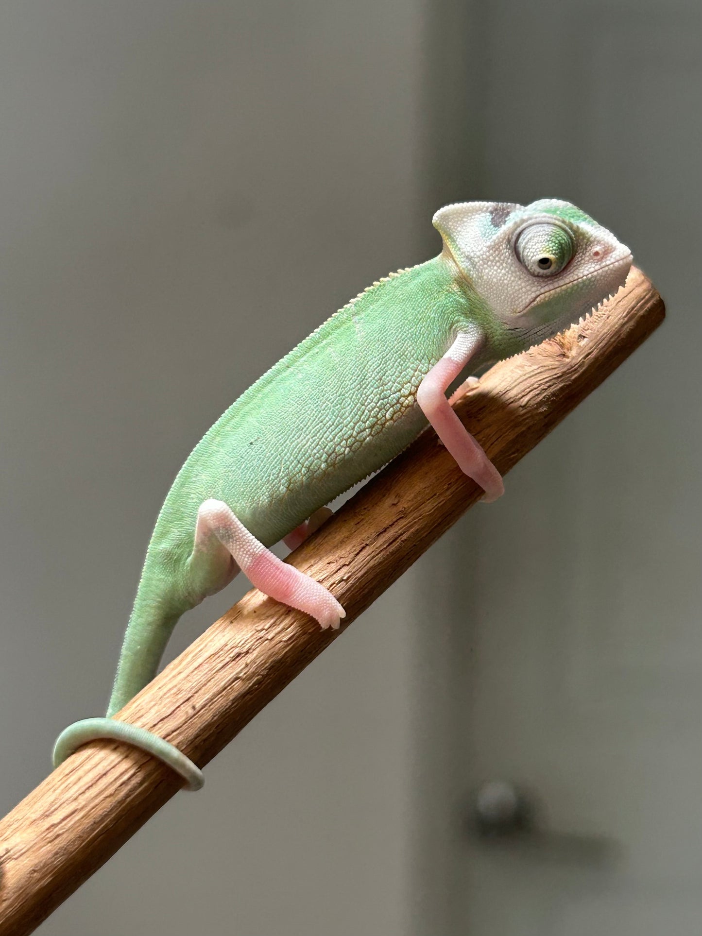 Camaleón de velo high pied hembra cría