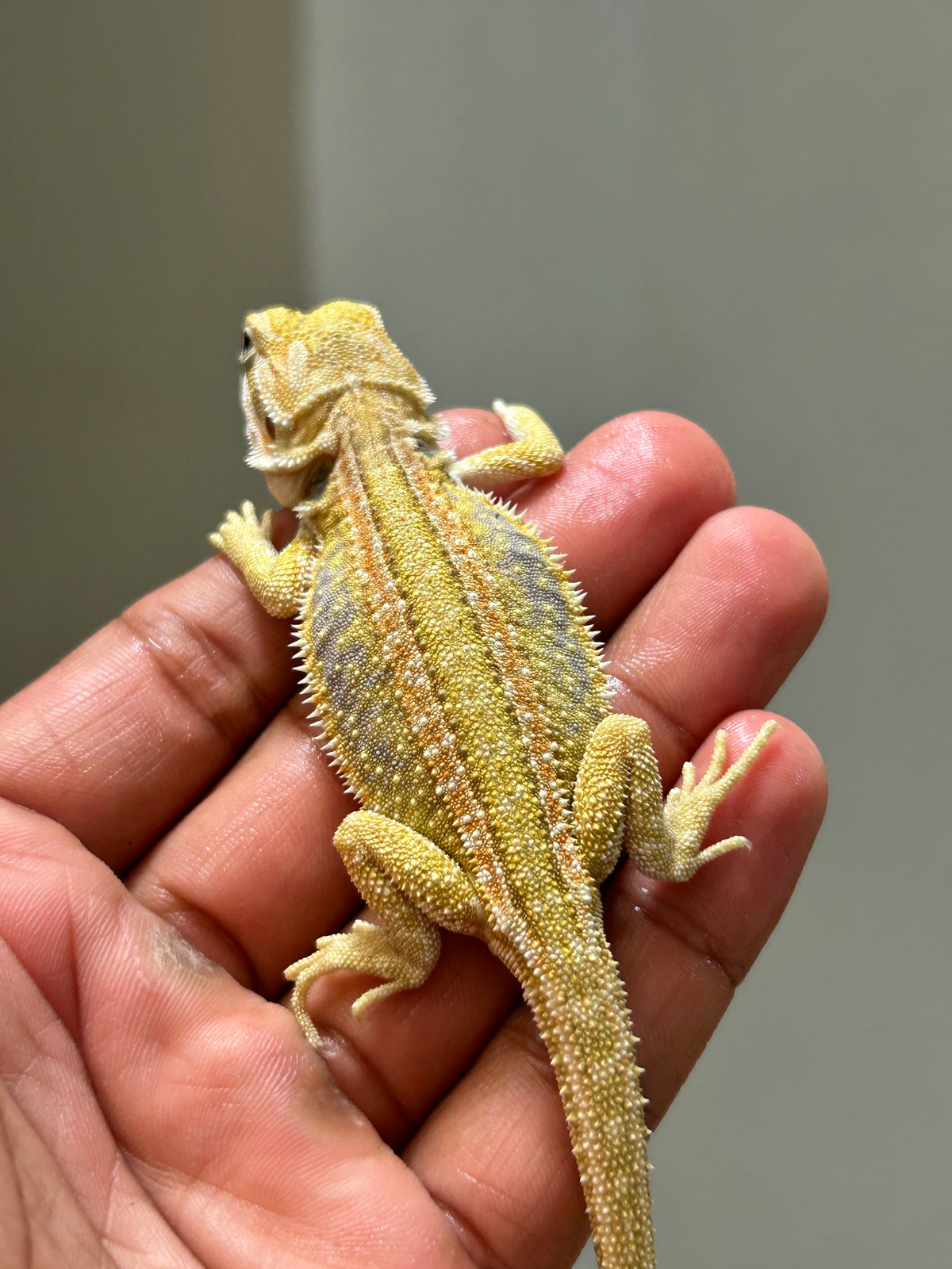 Pogona Citrus hypo leatherback dunner hembra