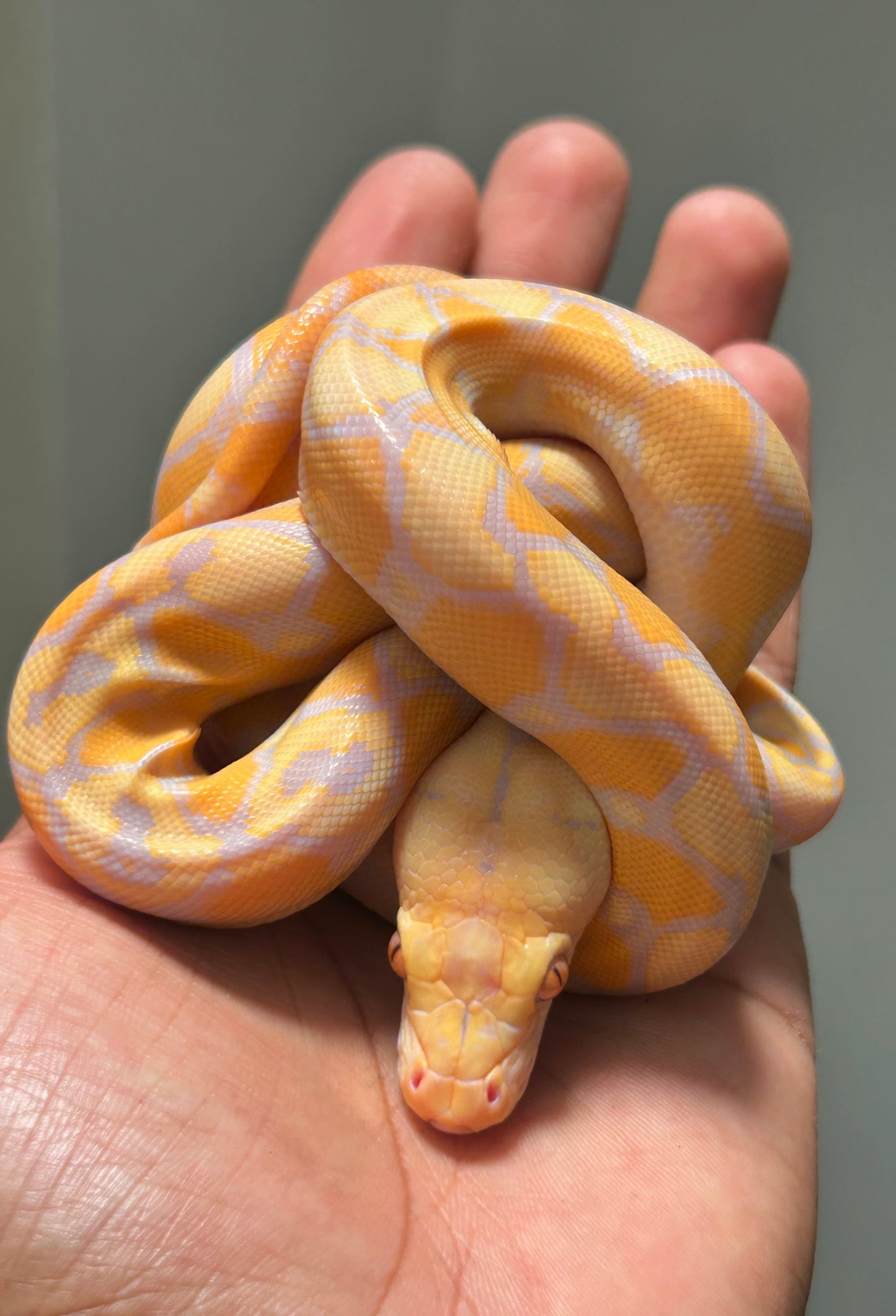 Pitón reticulada lavender sunfire poss het antrax hembra