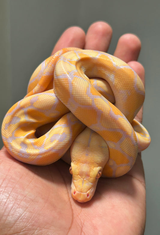 Pitón reticulada lavender sunfire poss het antrax hembra