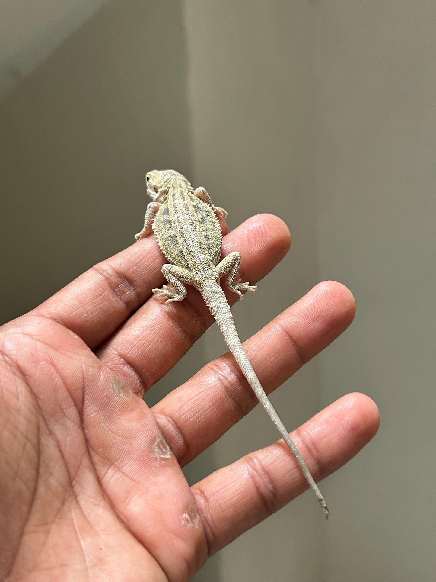 Pogona Hypo het zero macho