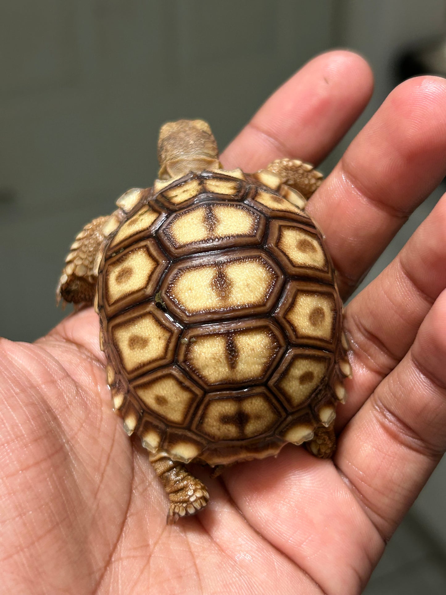 Tortuga sulcata cría