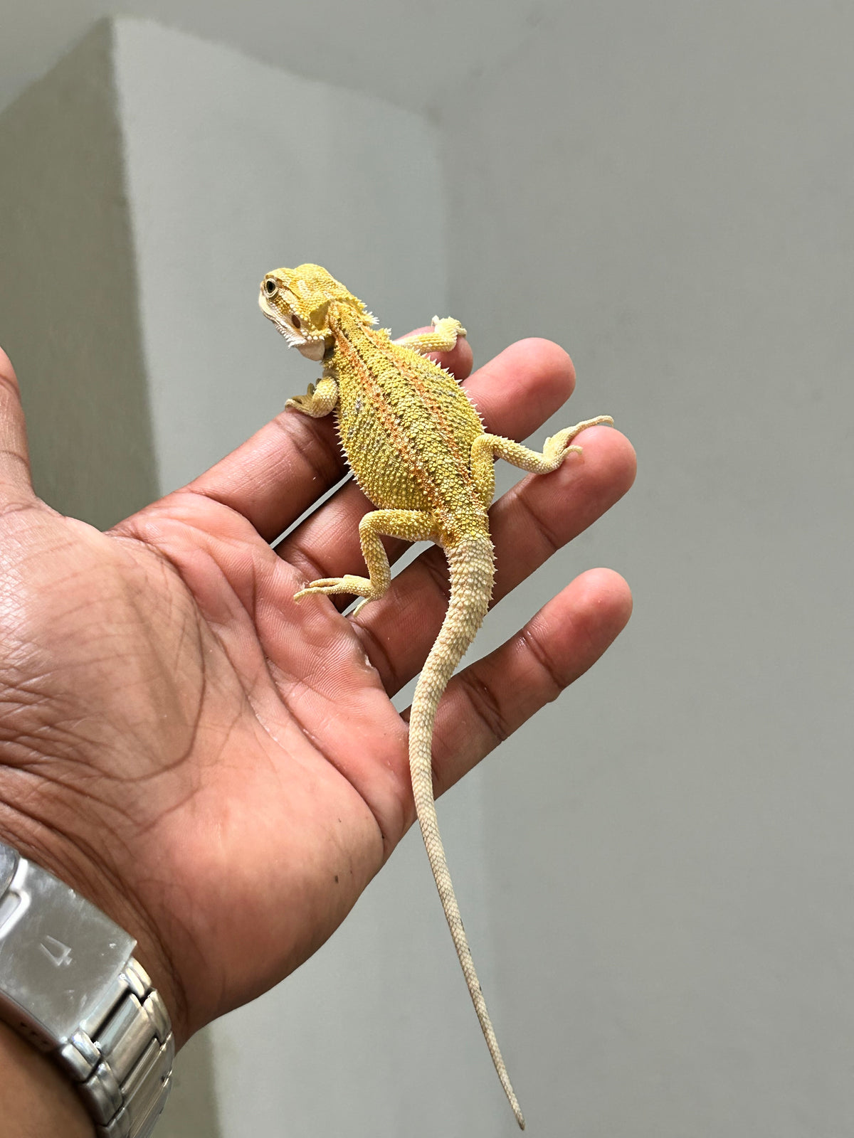 Pogona Citrus hypo macho