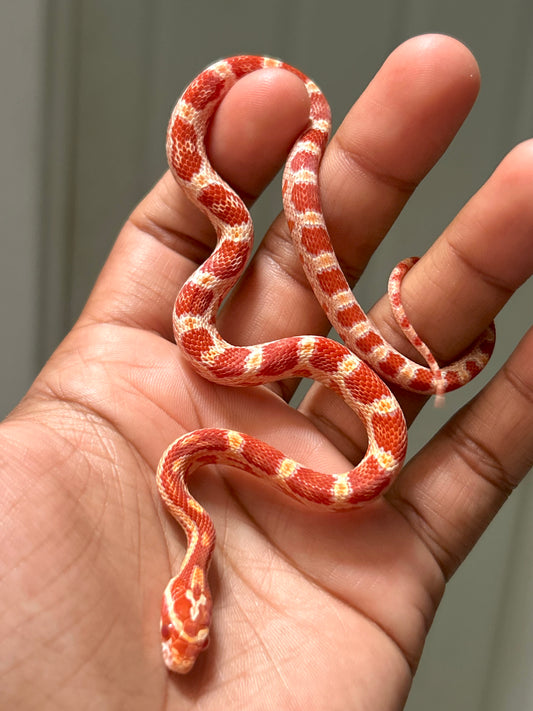 Serpiente maicera albina
