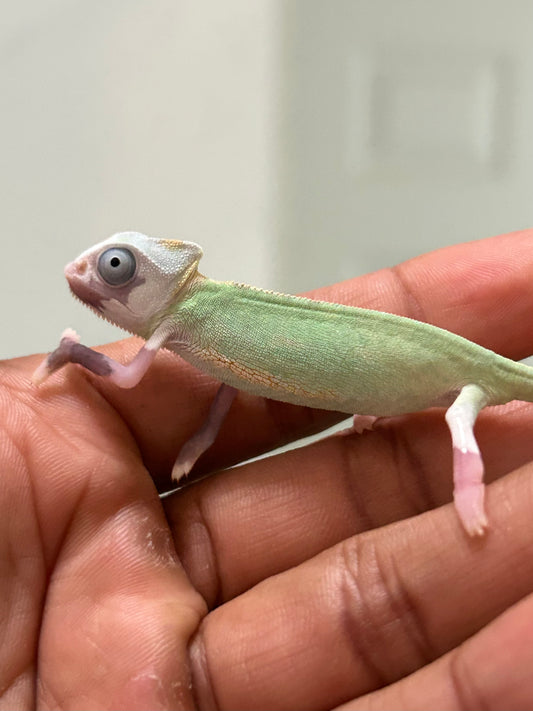 Camaleón de velo high pied hembra cría