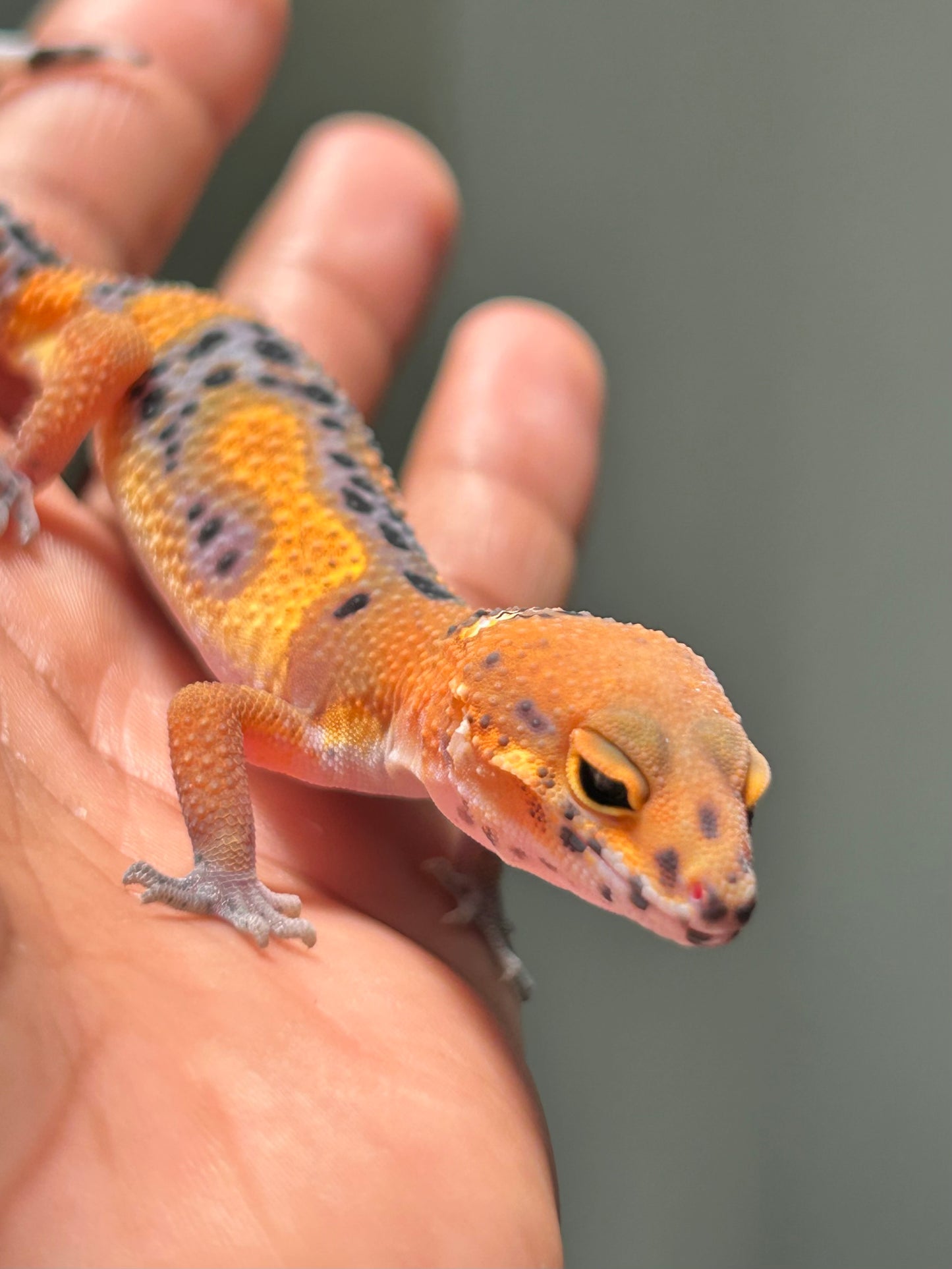 Gecko leopardo Noir dèsir hembra
