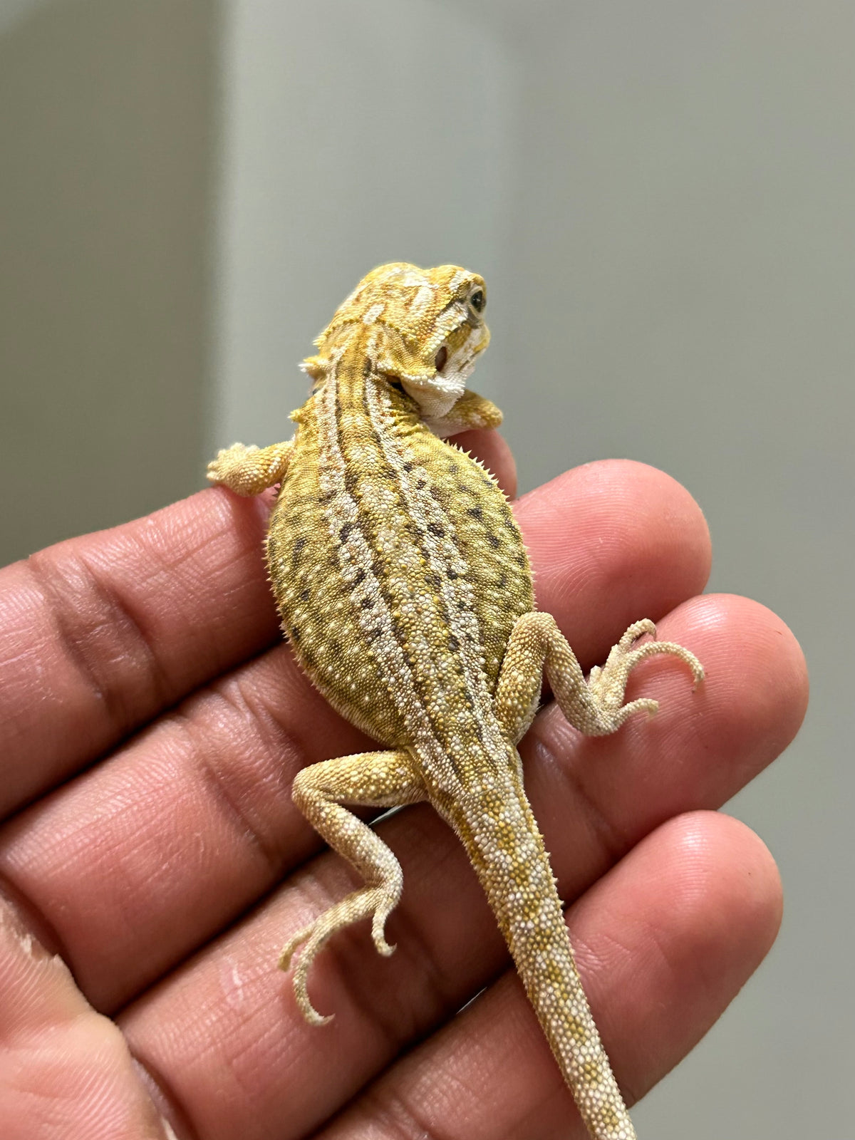Pogona Citrus Hypo leatherback dunner macho