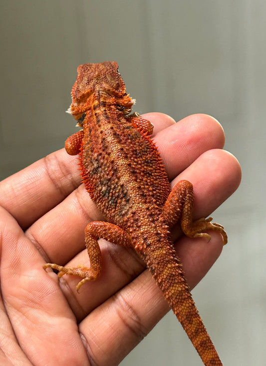 Pogona Red Monster x Chamuco  Trans macho