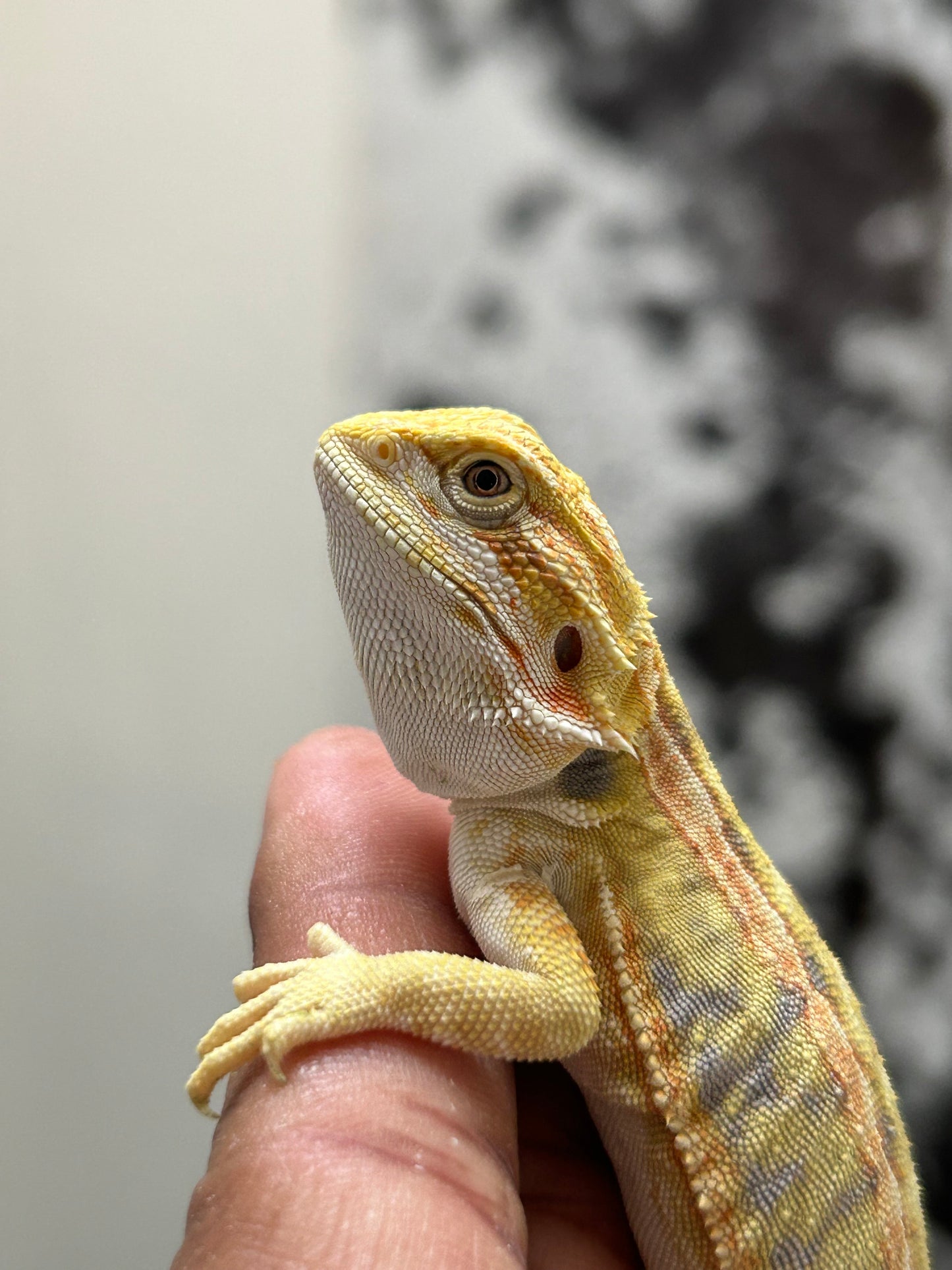 Pogona Citrus hypo leatherback hembra