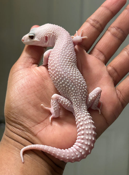 Gecko leopardo Snow diablo blanco macho