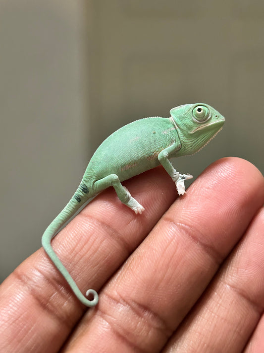 Camaleón de velo low pied macho cría