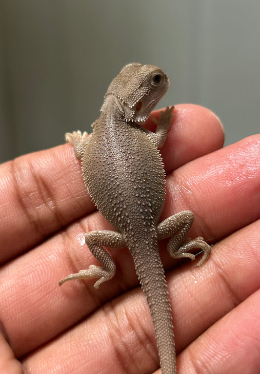 Pogona Witblits het hypo macho