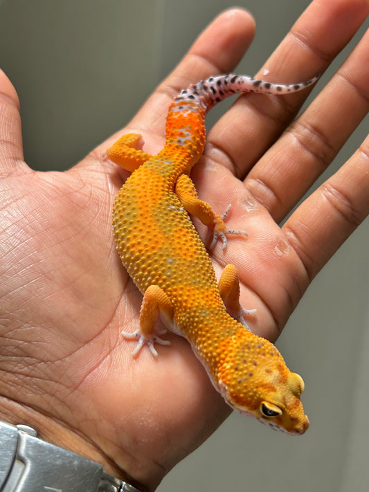 Gecko leopardo Blood emerine macho