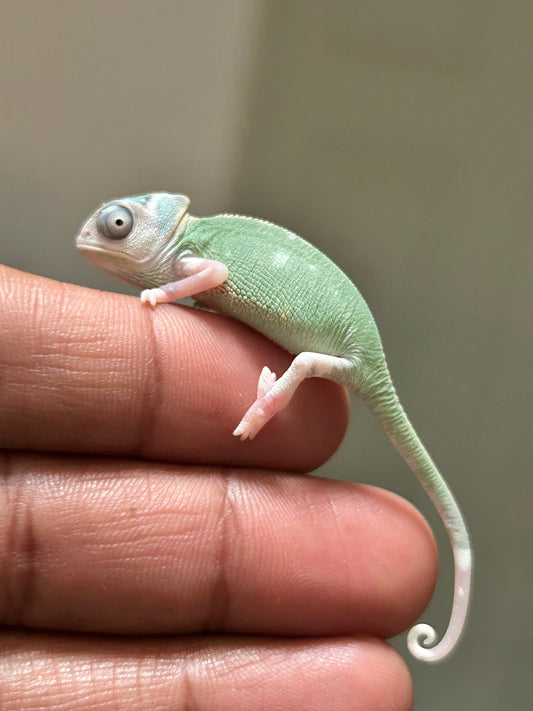 Camaleón de velo high pied macho cría