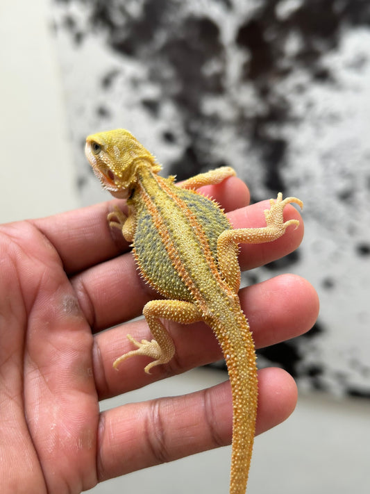 Pogona Citrus hypo dunner trans hembra