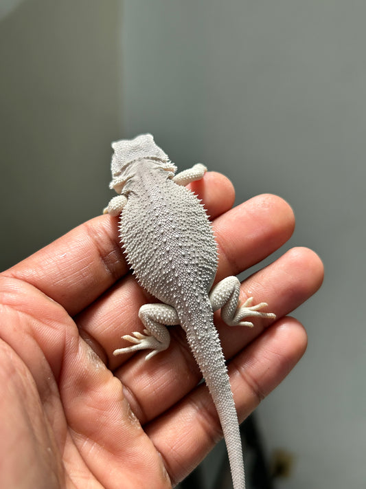 Pogona Hypo Witblits het zero hembra
