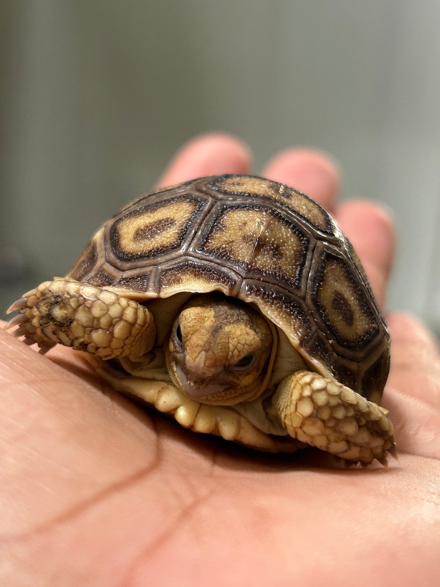 Tortuga sulcata cría