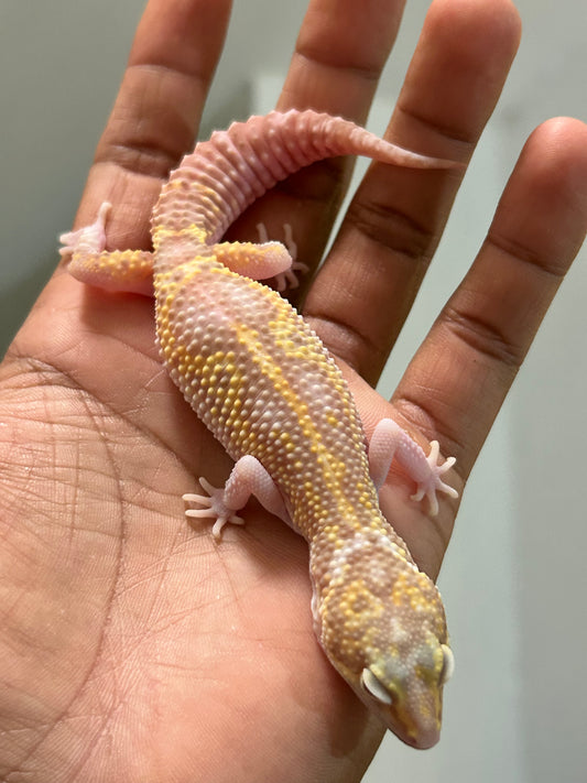 Gecko leopardo W&Y snow raptor hembra