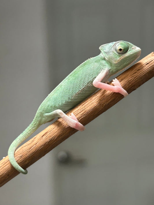 Camaleón de velo high pied hembra cría