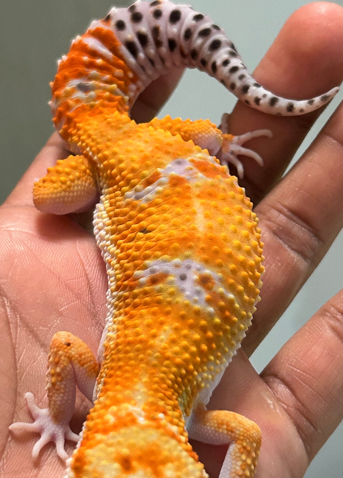 Gecko Leopardo Blood hembra
