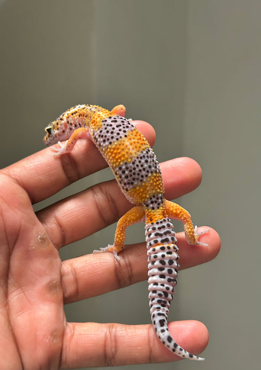 Gecko Leopardo Blood  macho