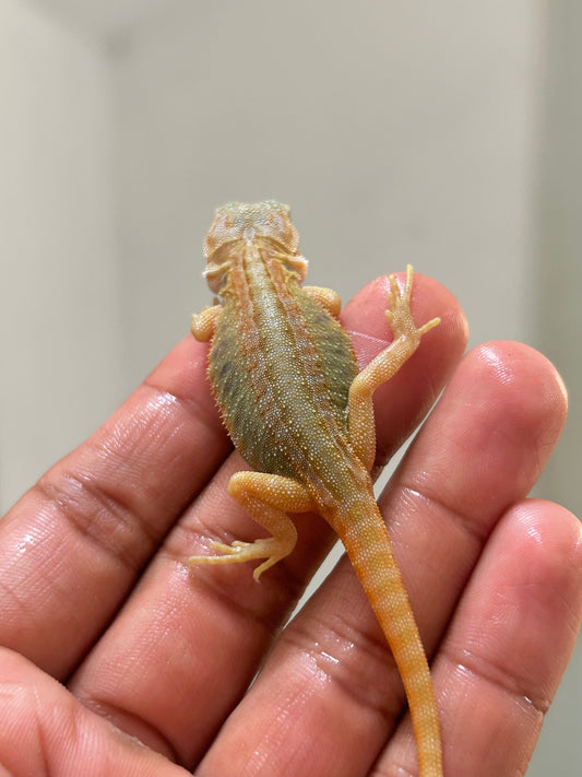 Pogona Orange hypo trans leatherback macho