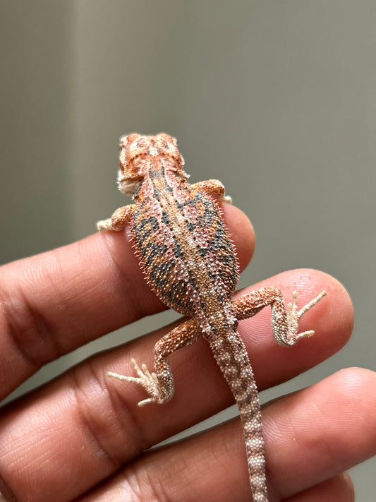 Pogona Red hypo dunner macho