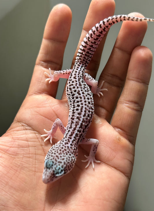Gecko leopardo Super Snow macho