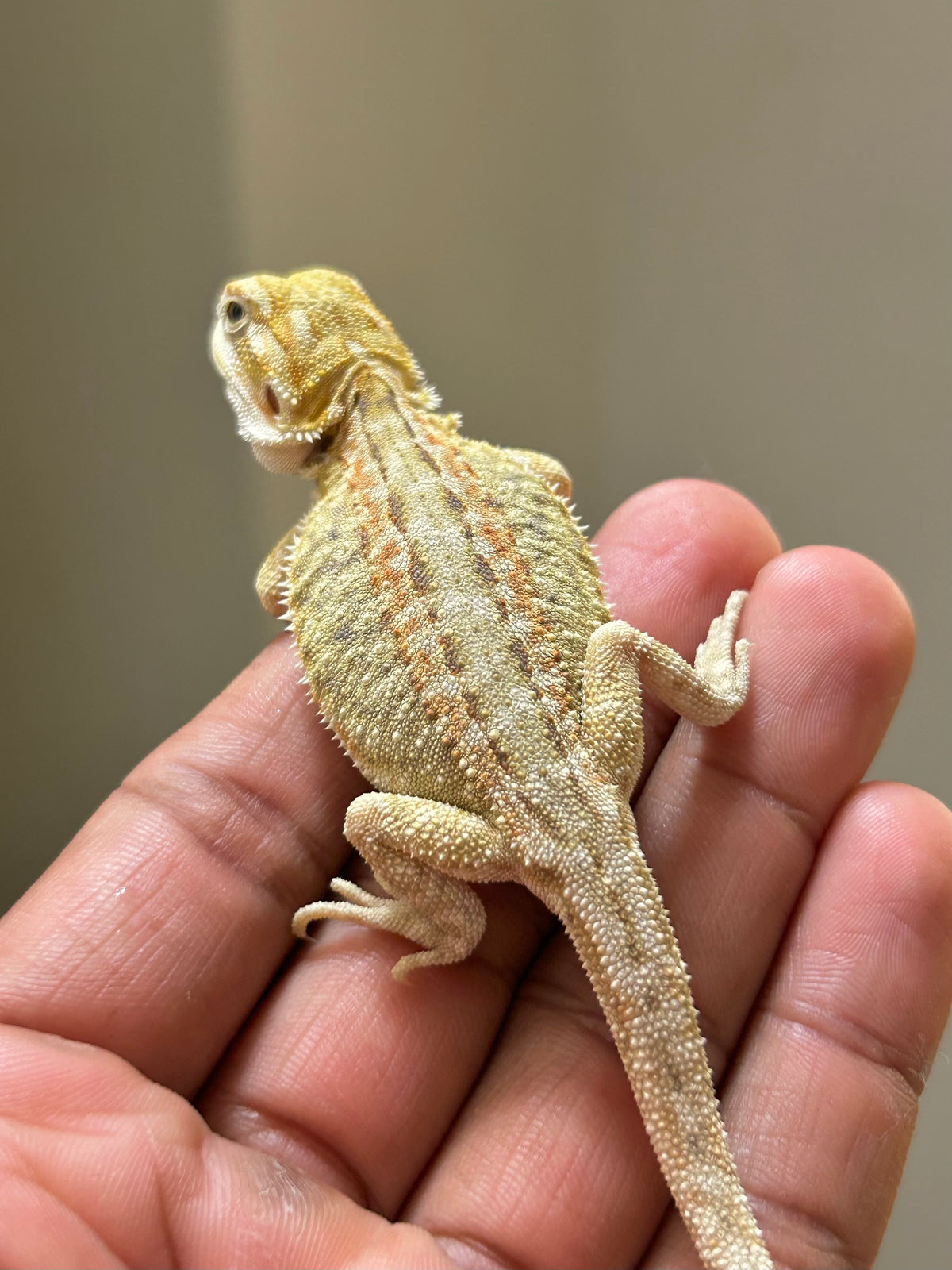 Pogona Citrus hypo dunner leatherback hembra