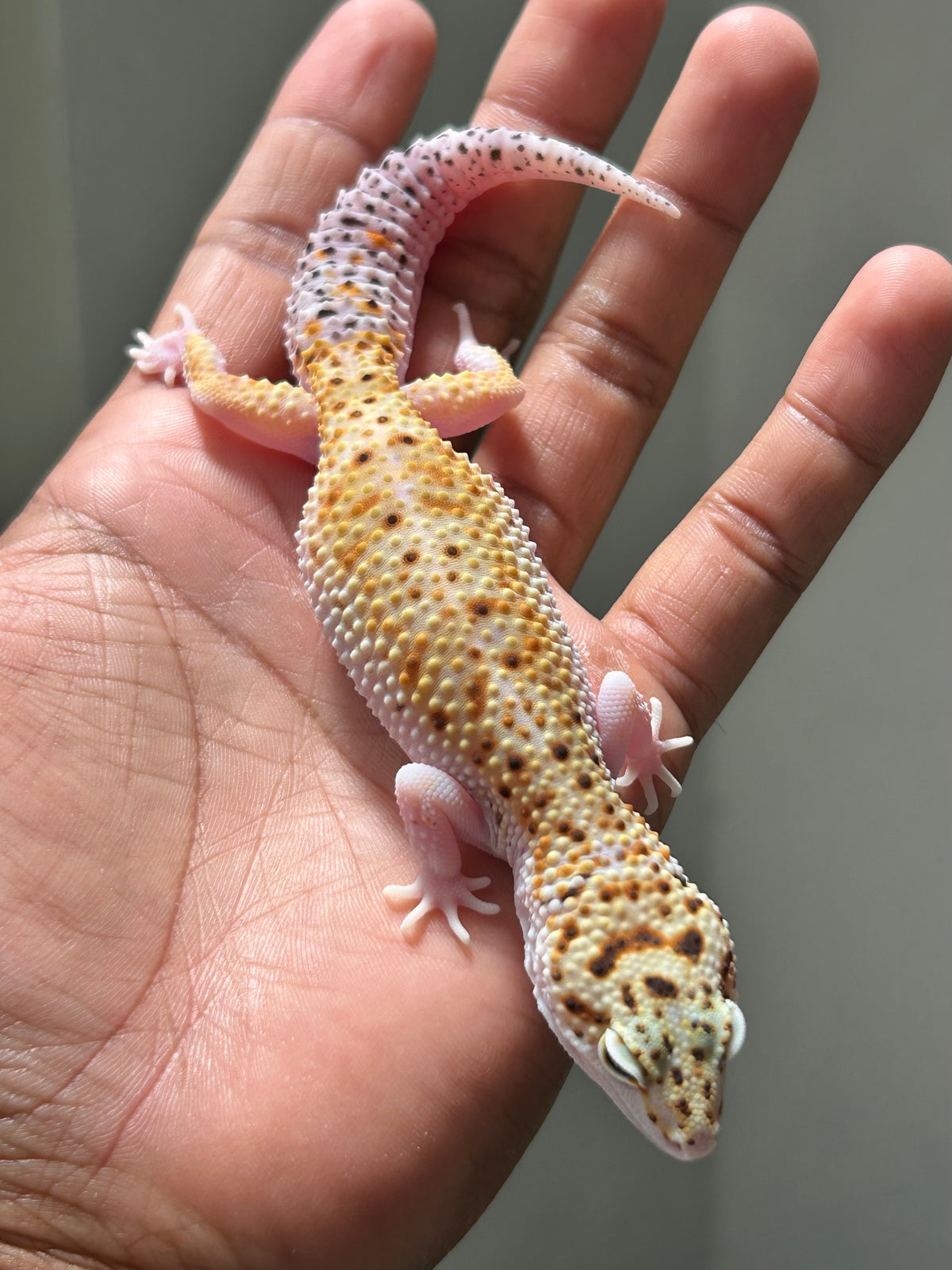 Gecko leopardo Snow eclipse macho