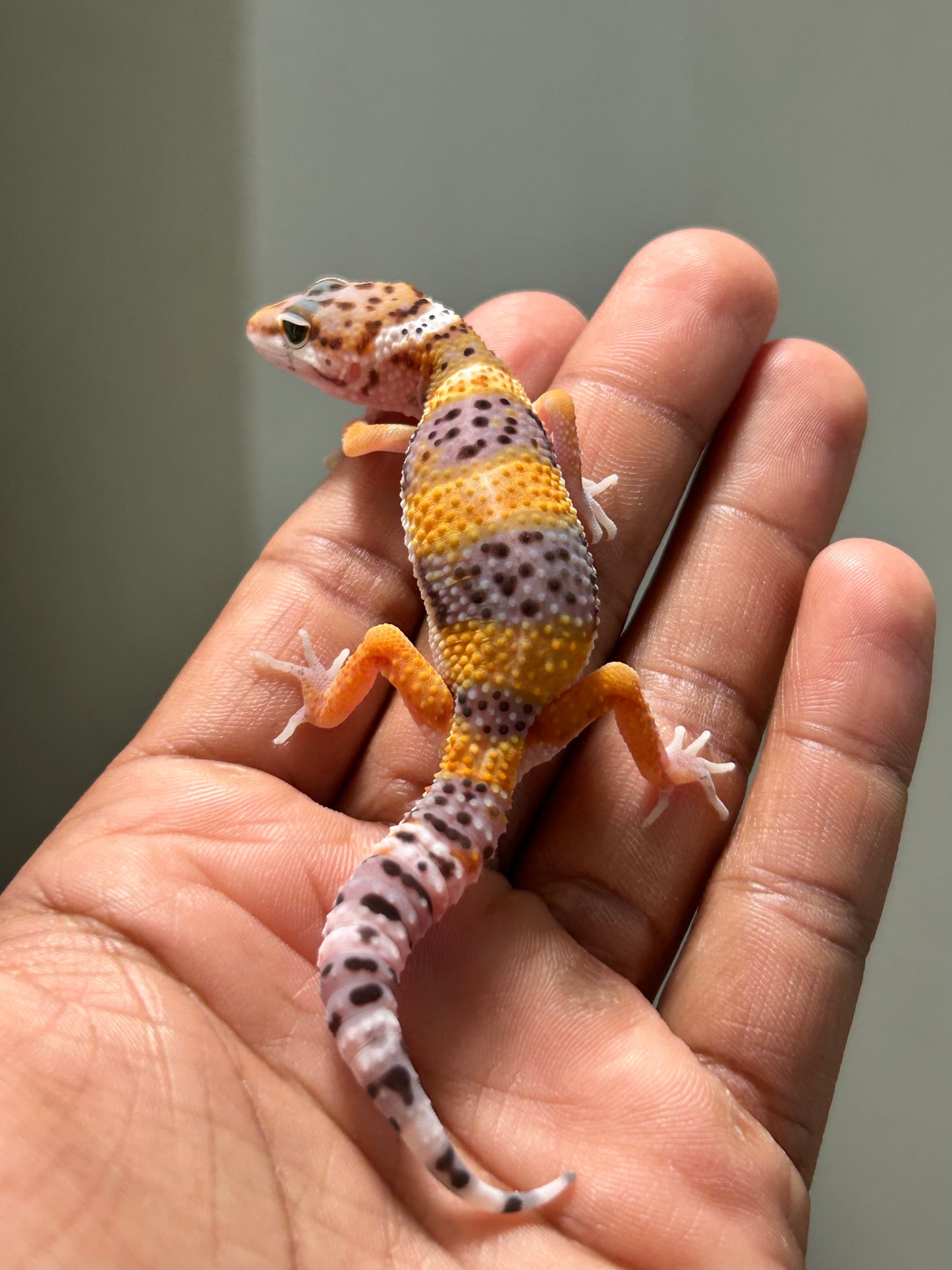 Gecko leopardo High Yellow hembra