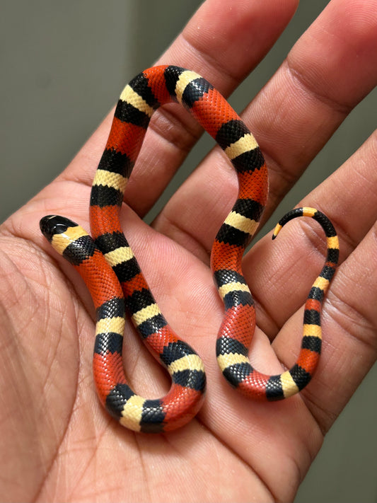 Serpiente falsa coral apricot hembra