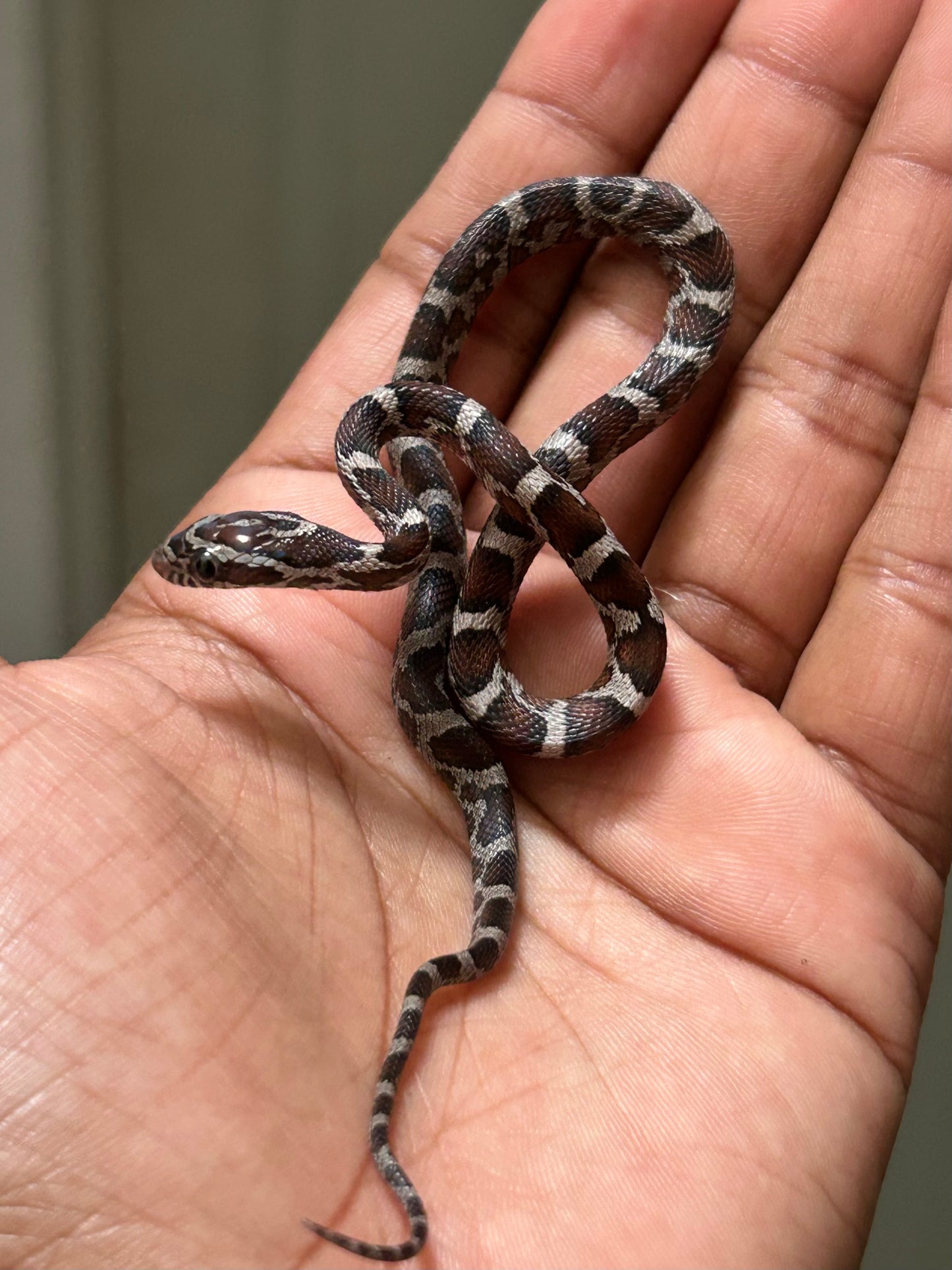 Serpiente maicera anery macho