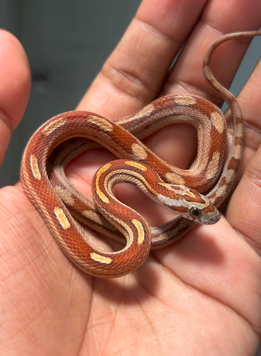 Serpiente del maíz Red Blood Motley