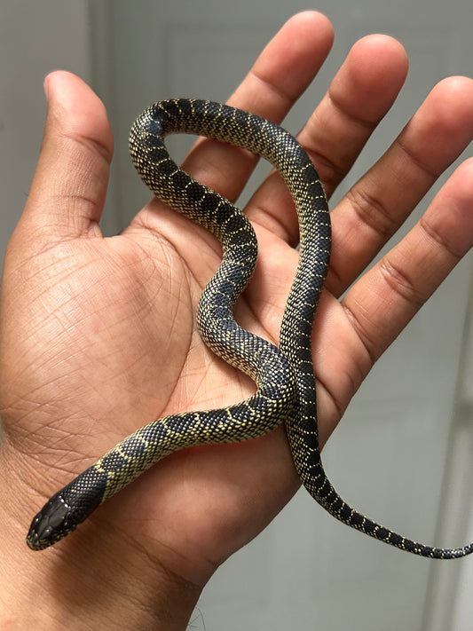 Serpiente rey de florida