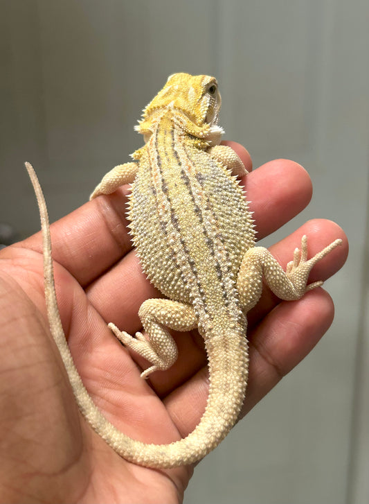 Pogona Citrus hypo dunner hembra